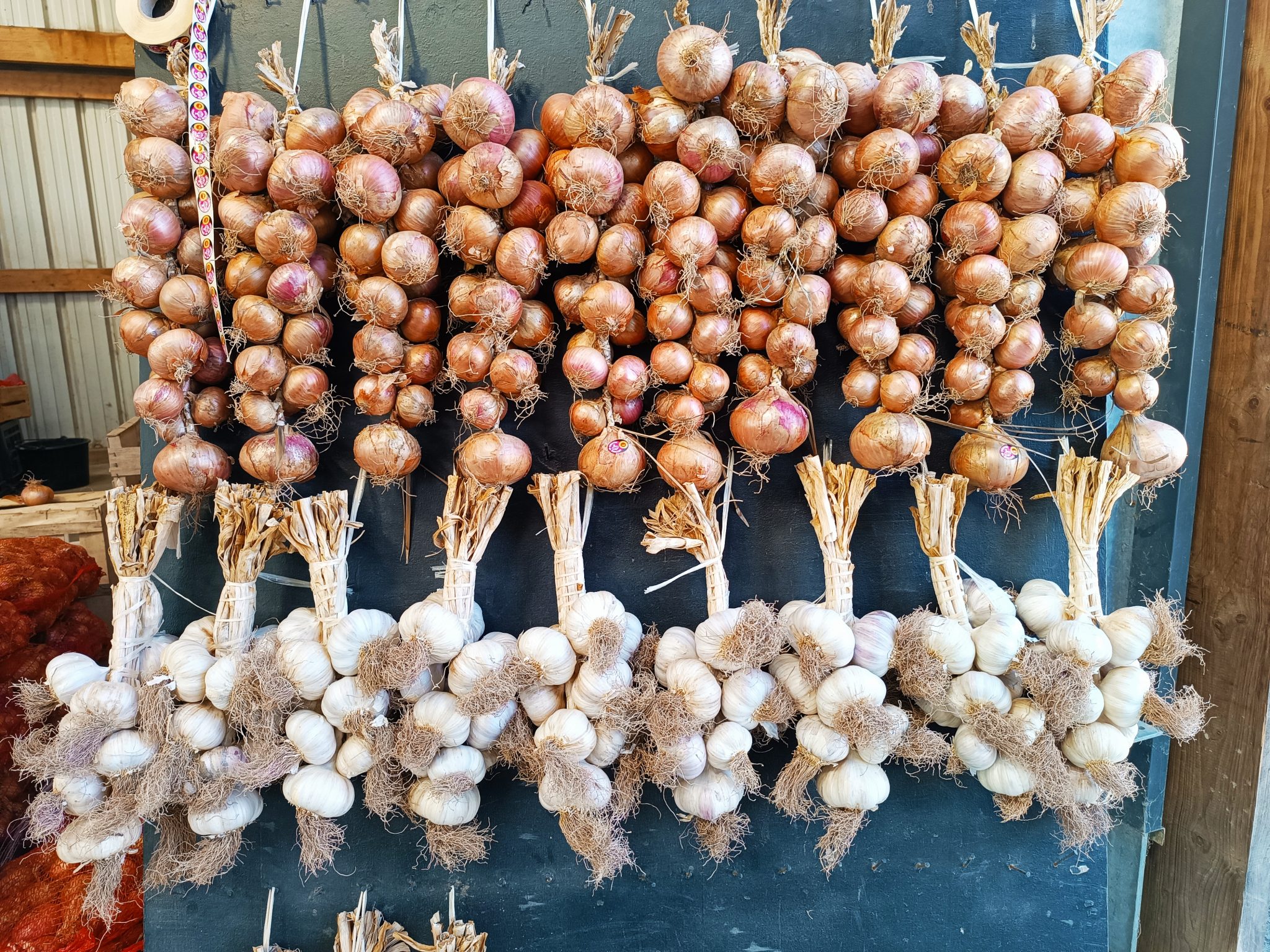 N°113 OIGNONS, ECHELOTTES, AIL de ROSKOFF , OIGNONS SAUCIERS suite